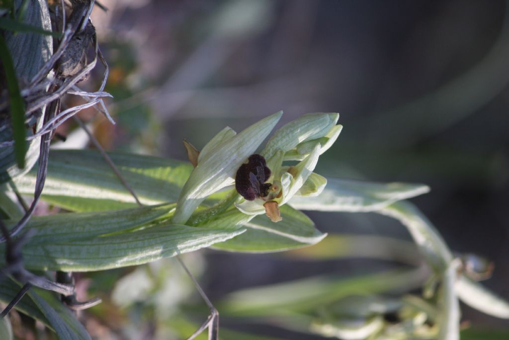 ophrys sphegodes classica